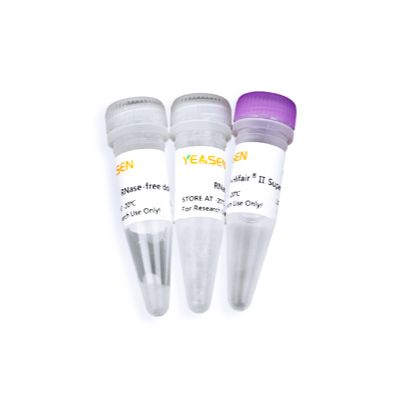 Hifair Ⅲ cDNA第一链合成试剂盒(1st Strand cDNA Synthesis Kit)