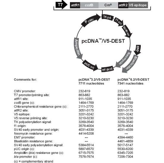 pcDNA3.2/V5-DEST