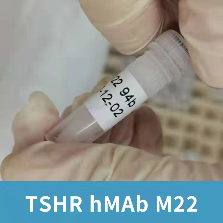 促甲状腺激素受体人单克隆抗体 M22（刺激性）