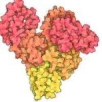 Sigma 牛血清白蛋白 BSA  Cat#A7030  现货