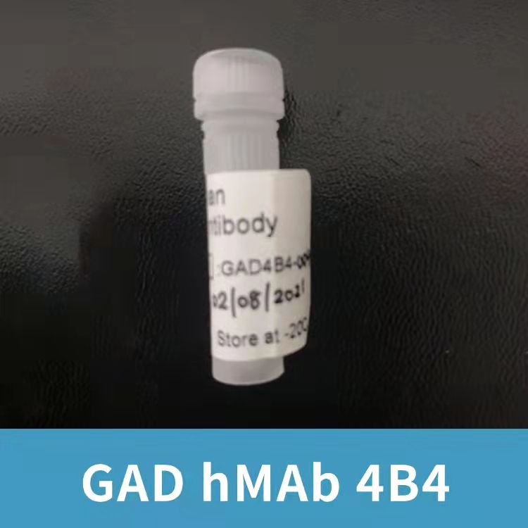 谷氨酸脱羧酶人单克隆抗体4B4