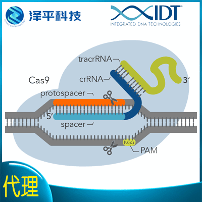 CRISPR Cas9基因编辑系统