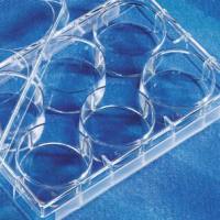 Transwell膜嵌套0.4um孔径小室，含6孔板