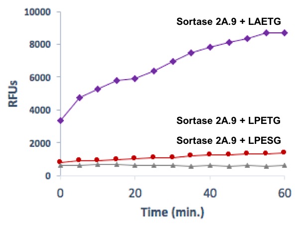 Recombinant Sortase (2A.9) pro