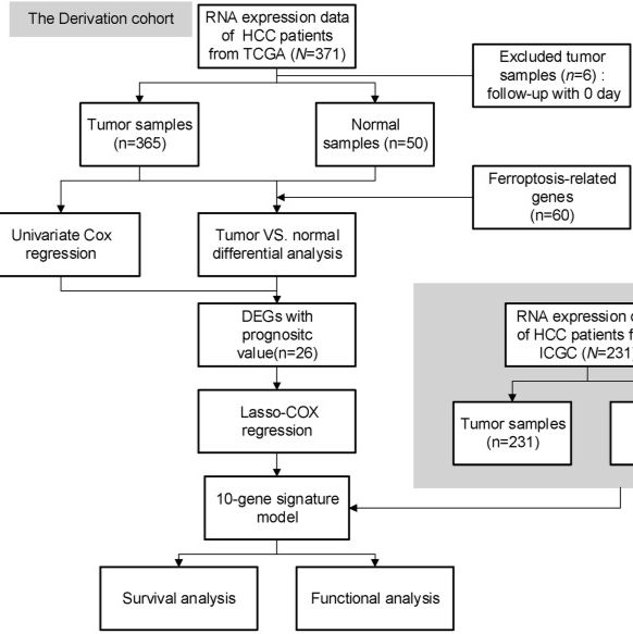 预测癌症患者总体生存率的新型铁死亡相关基因特征构建