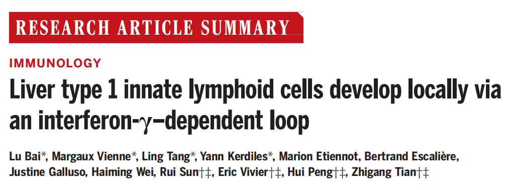 中国科大研究发现天然淋巴细胞的骨髓外发育新路径，基因敲除小鼠功不可没