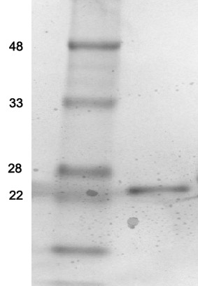 Recombinant Sortase (2A.9) pro