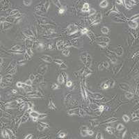 NCI-H226人肺鳞癌细胞(带STR鉴定)