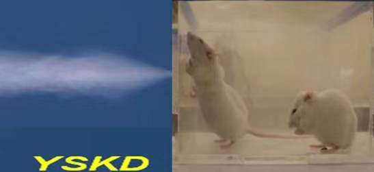 新型雾化给药仪助力吸入制剂开展小动物肺部沉积研究