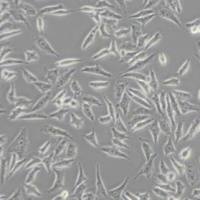 NCI-H358人非小细胞肺癌细胞(带STR鉴定)