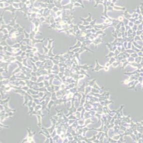 293T17人胚肾细胞(带STR鉴定)