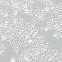 293T17人胚肾细胞(带STR鉴定)