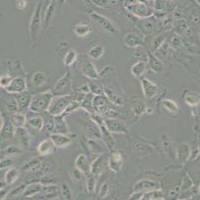 MCF10A人正常乳腺上皮细胞(带STR鉴定)