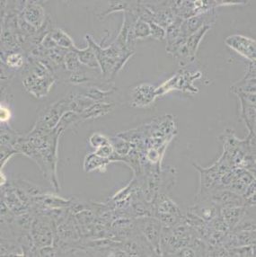 LX2人肝星形细胞(带STR鉴定)