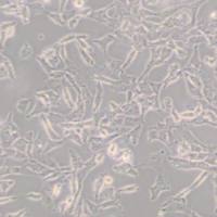 UMUC3人膀胱移行细胞癌(带STR鉴定)