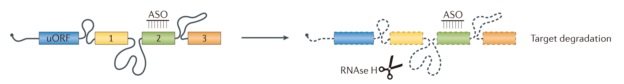 【更新20220315】动物用ASO案例应用策略解析丨含动物造模、实验处理、给药方式、给药剂量……