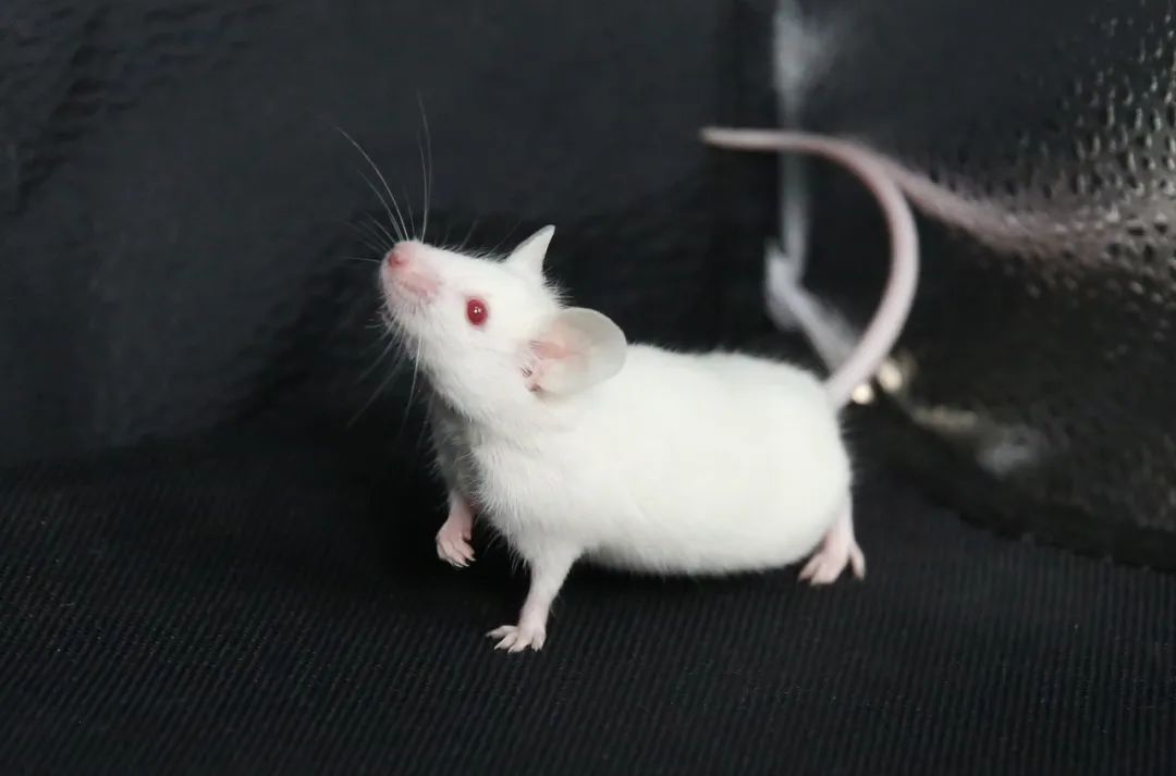 “鼠墩墩”尾静脉注射快速入门技巧有哪些？