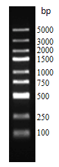 D2000plus DNA Ladder