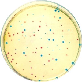 细胞支原体污染原因、来源及预防措施