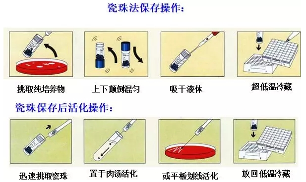 科普微生物菌种衰退原因与预防措施
