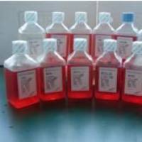 大鼠间充质干细胞成软骨诱导分化与染色试剂盒