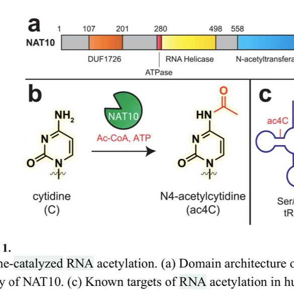 N4-乙酰胞嘧啶合成  N4- ac4C