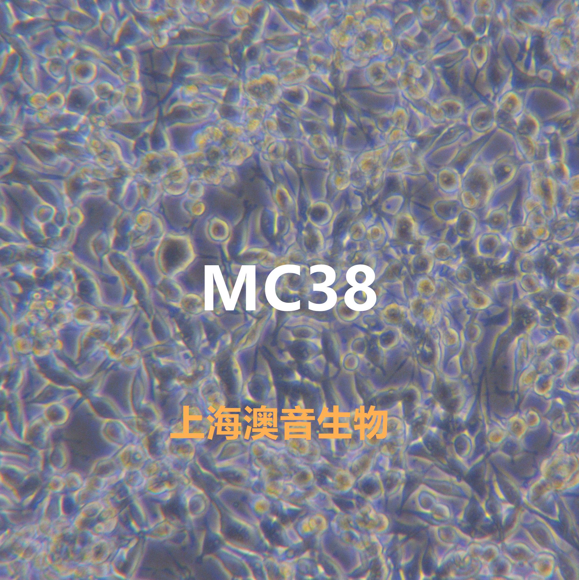 MC38【MCA-38; MCA 38; MCA38; MC38; Mouse Colon 38; Murine Carcinoma-38; Colon 38; Colon-38; Colon38; C38】小鼠结肠癌细胞