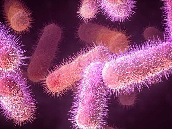 保加利亚乳杆菌质量的检验方法