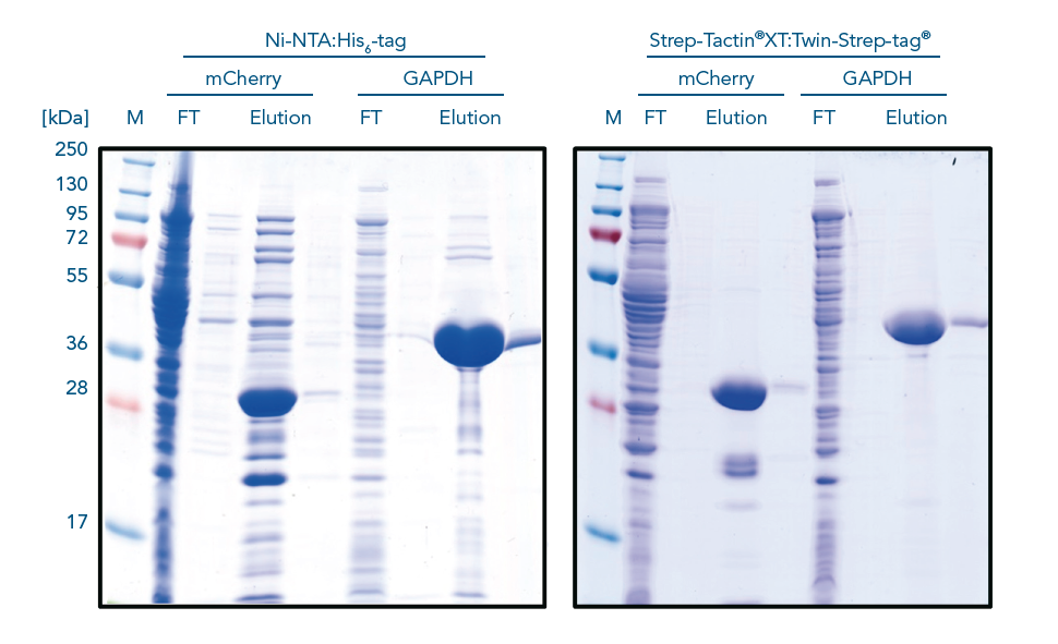 Strep-tag®亲和标签 助您快速攻略蛋白质研究