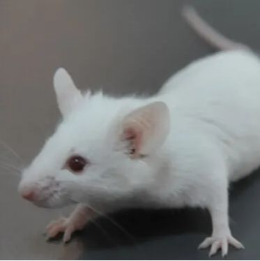 F9*突变小鼠 B型血友病小鼠 3-8周 雌/雄
