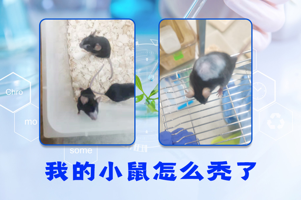 我的小鼠为什么出现了秃斑？