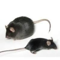 BKS-m/m对照小鼠  3-8w 雌/雄