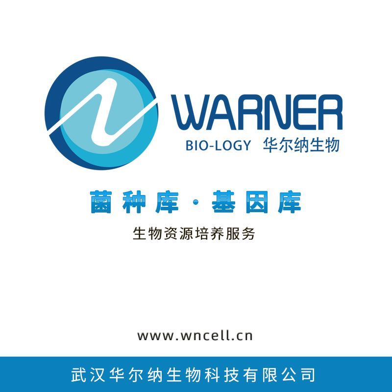 ATCC25974昆氏树突孢杆菌,Dendrosporobacter quercicolus