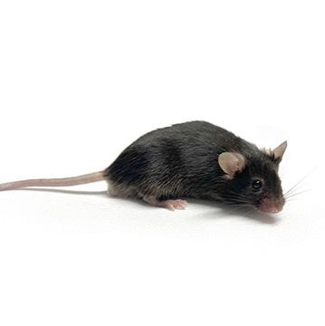 B6-TRAMP小鼠 自发前列腺癌 3-8w 雄 
