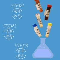 Actin抗体(smooth muscle specific,小鼠单抗)