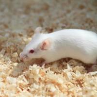 KM小鼠 昆明鼠  9-12w 雌/雄