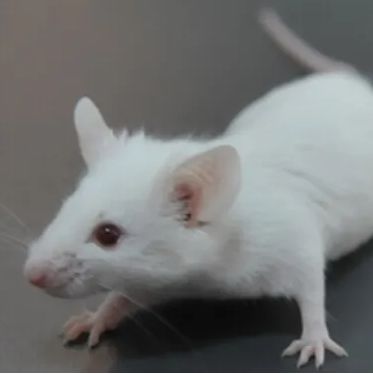 FMO3*突变小鼠 鱼腥味综合征小鼠 3-8周 雌/雄
