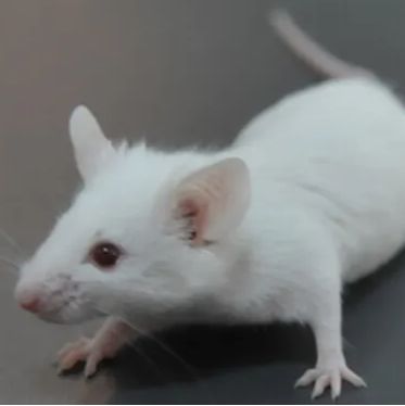 PAH*突变小鼠  3-8周  雌/雄
