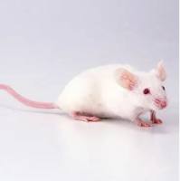 DBA/1小鼠 3-8w 雄