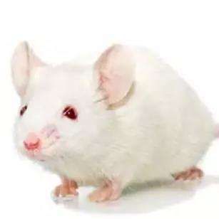 NTG/NKG小鼠 免疫缺陷鼠 3-8w 雌/雄