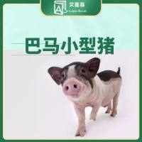 巴马猪 巴马小型猪 20KG 雌/雄