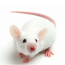 NOD SCID小鼠 免疫缺陷鼠 3-8w 雌/雄