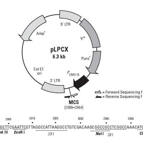 pLPCX逆转录病毒载体