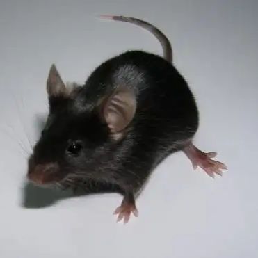Rag1-KO小鼠 免疫缺陷小鼠 3-8w 雌/雄