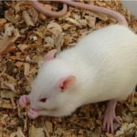 Wistar大鼠 9-12w 雌/雄