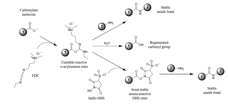 化学发光羧基磁珠偶联 SA 和抗体的实验技术指南