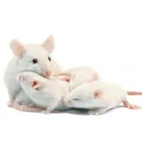 ICR小鼠 3-8w 雌/雄