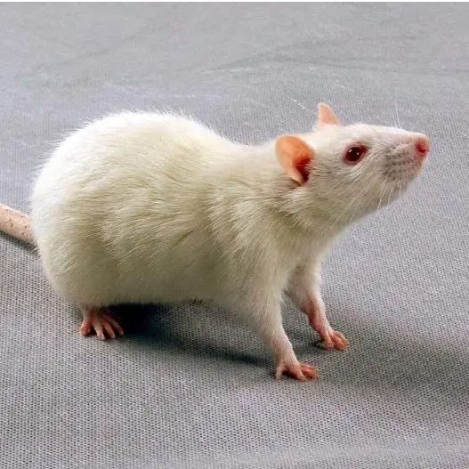 SD大鼠 老年鼠 3-20月龄