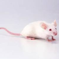 DBA/2小鼠 3-8w 雄