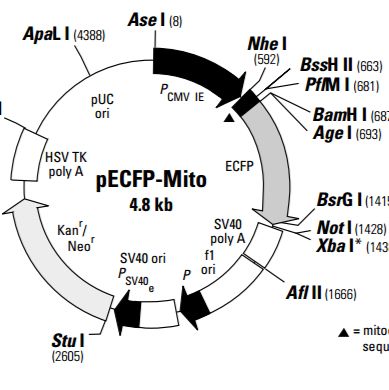 pECFP-Mito荧光蛋白报告载体